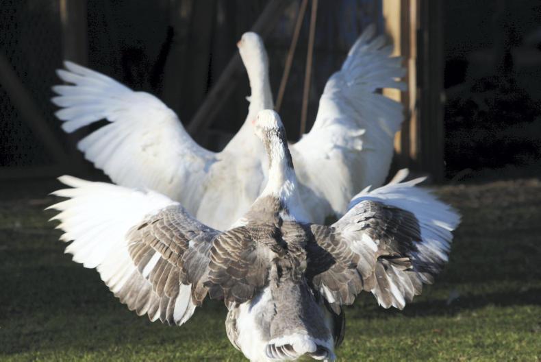 Cases of avian flu break out across Europe