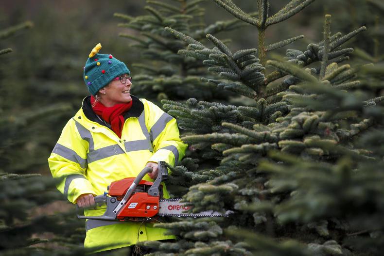 The Christmas tree farmer                                                       