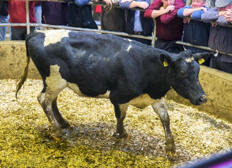 Mart manager comment: Cull cow numbers increasing but prices firm