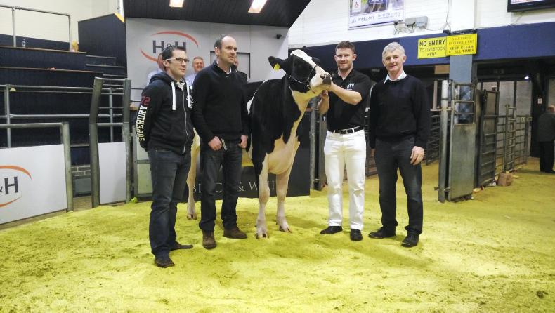 Watch: mixed trade at black and white UK heifer sale in Carlisle