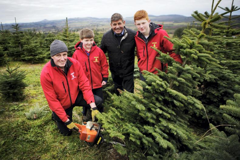 Public urged to support Irish Christmas tree growers 