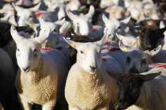 ‘Progressive farmers’ could be worst hit in ANC review ‘Progressive farmers’ could be worst hit in ANC review