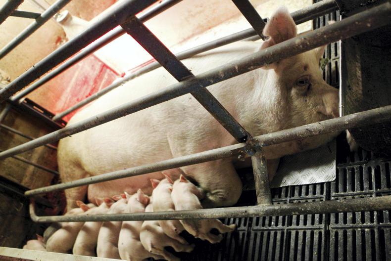 IFA elects new pig chair