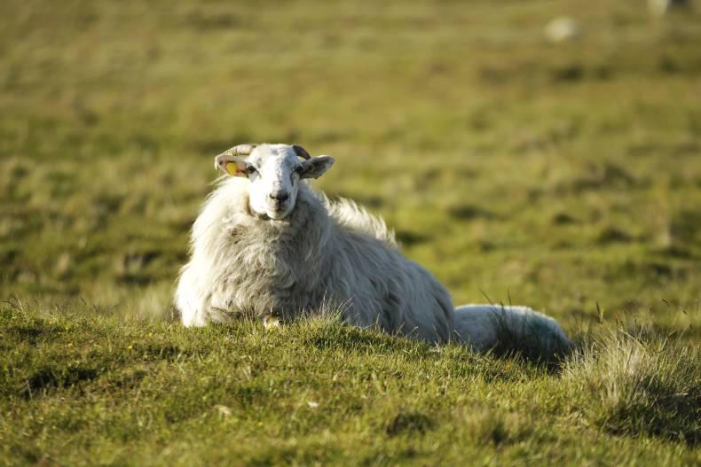 Department updates GLAS III guidelines for commonage farmers 