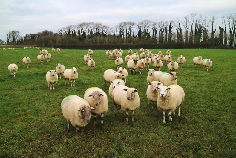 Controlling sheep scab in flocks