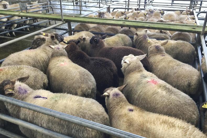 Sheep prices: Mixed trade in Athenry Mart