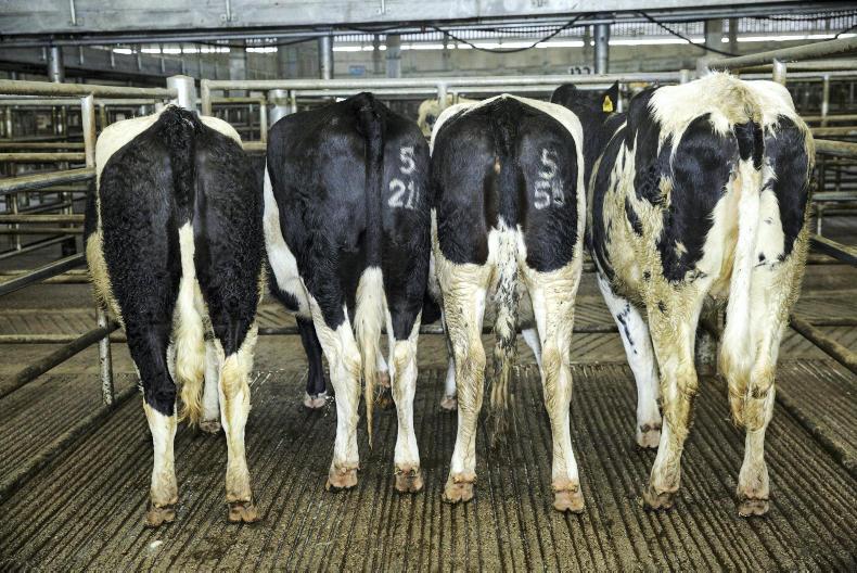 Price premium for quality high EBI heifers