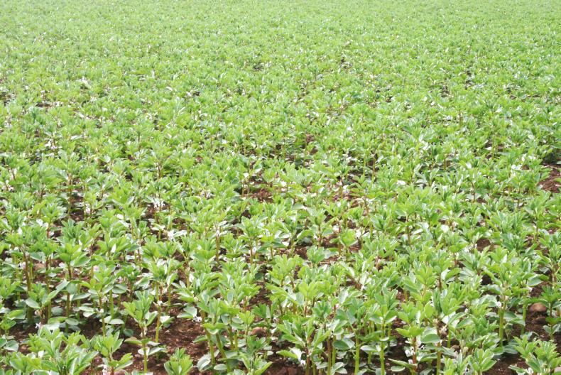 Overcoming the challenge of profit in tillage