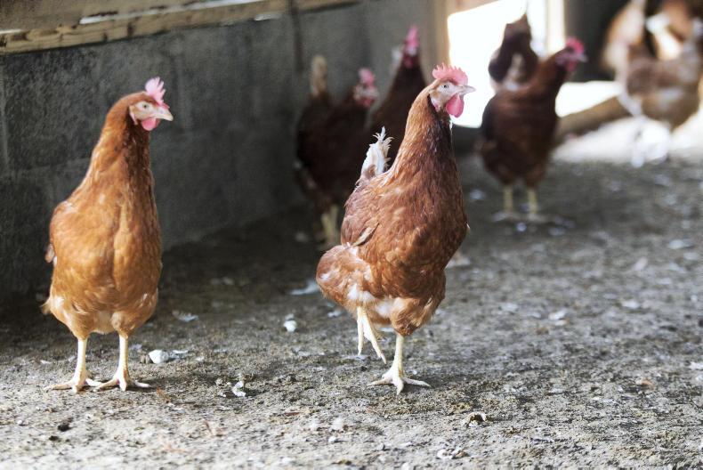 Calls for vigilance as bird flu hits UK