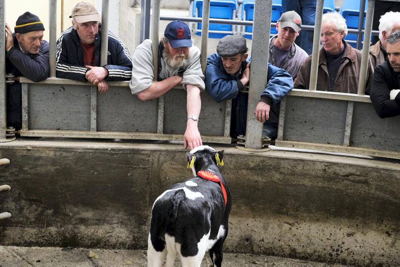 Quality the key for runner calves