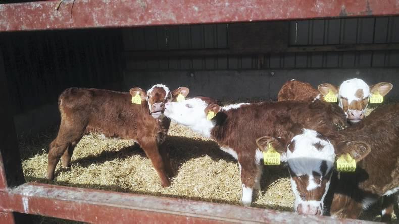 Poor forage quality lowering milk yields