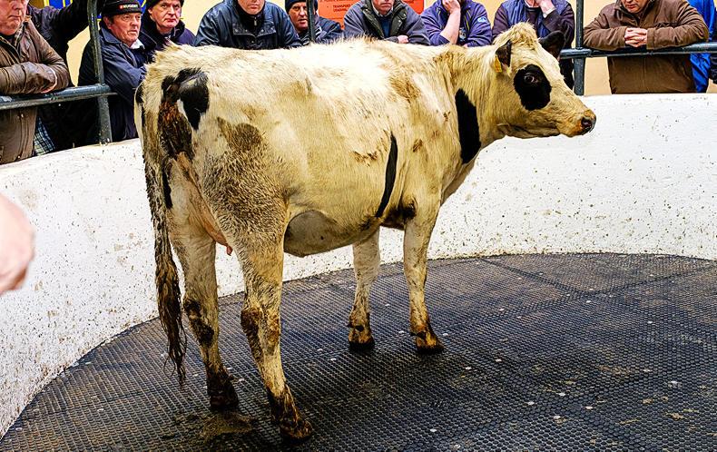 Newport dairy sale – more lookers than buyers