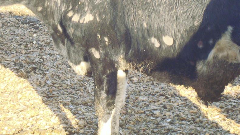 Beef management: dealing with ringworm in sheds