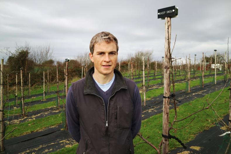 Watch: how to plant apple trees for GLAS
