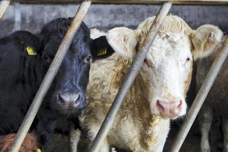 Factories search for cattle but no beef price change