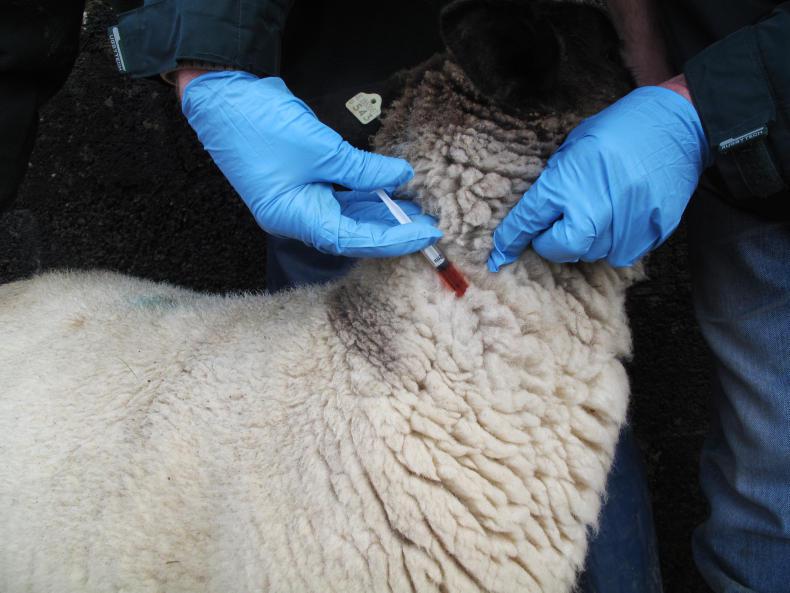 January liver fluke treatments 