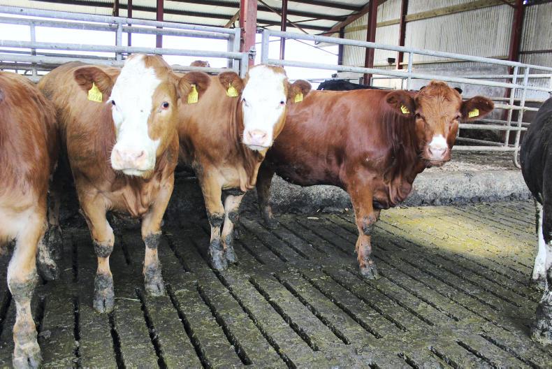 Floor type has no effect on cattle performance