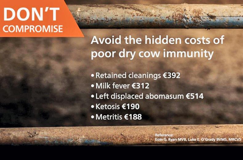 Don’t compromise on dry cow immunity