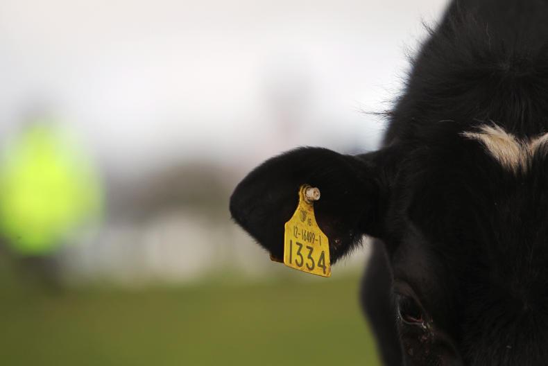 Number crunching before calving