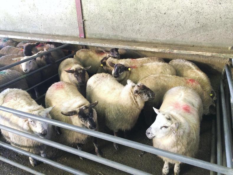In picture: no new year rise in sheep mart prices
