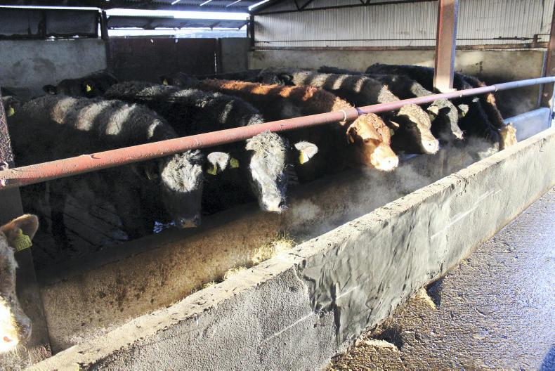 Killing Angus steers to 372kg at 18 months