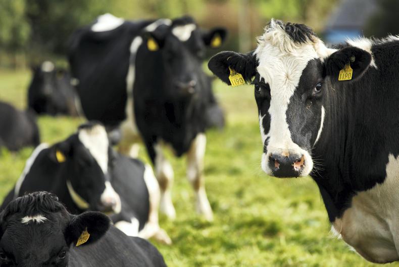 Dairy 'webinars' on TMR and lameness