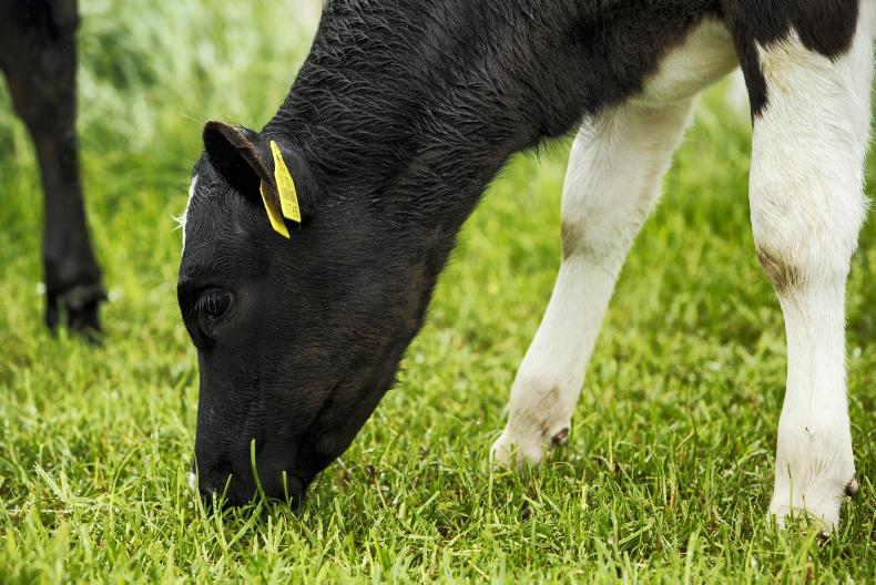 Tax appeals and political pressure next in Kerry Co-op saga