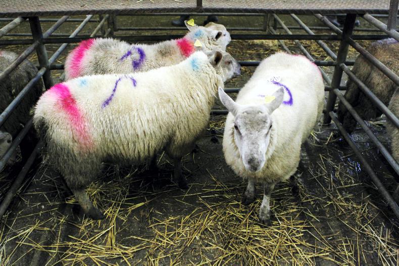Steady start to the new year sheep trade at Carnaross