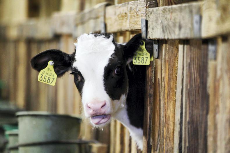 So you’ve bought calves: what now?