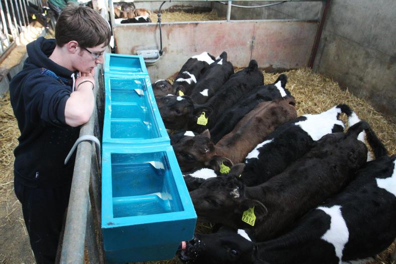 Ways to reduce labour when rearing calves