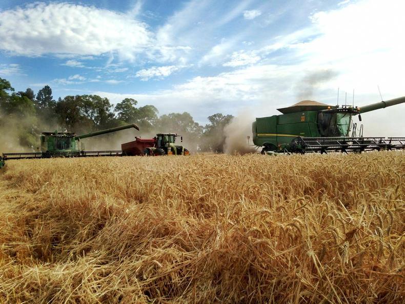 Australia to smash its wheat harvest record