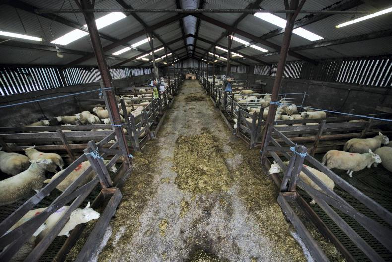 Watch: plastic sheep slats working well for Kerry farmer
