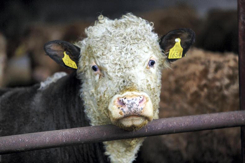 Beef factory price gaps wider at edges of the grid