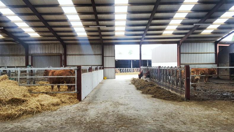 Top-class housing facilities for 120-cow pedigree herd