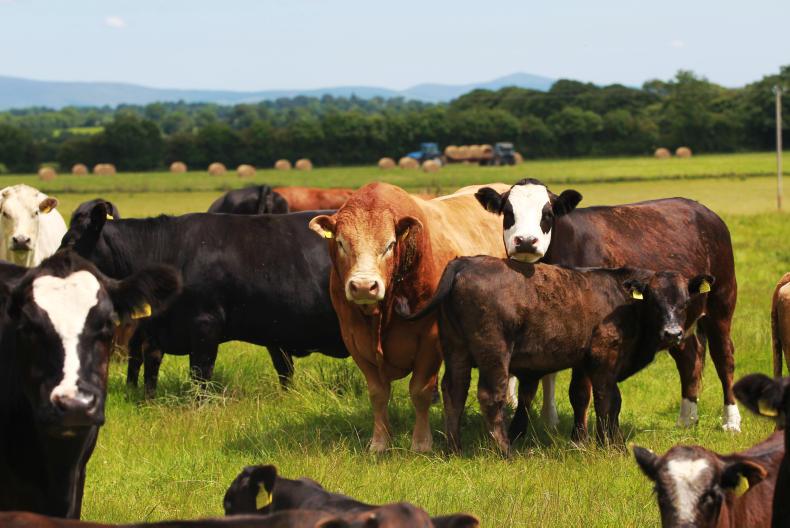 Age is just a number in calving                  