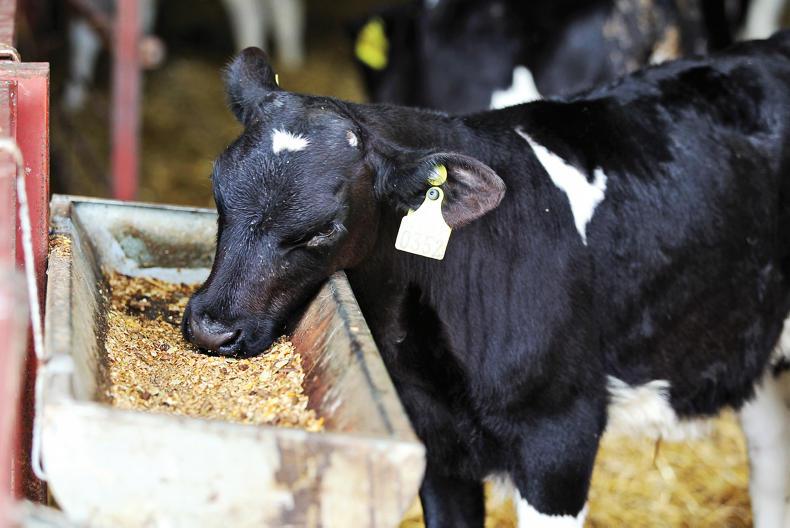 Selling dairy-bred calves – the unwritten rules