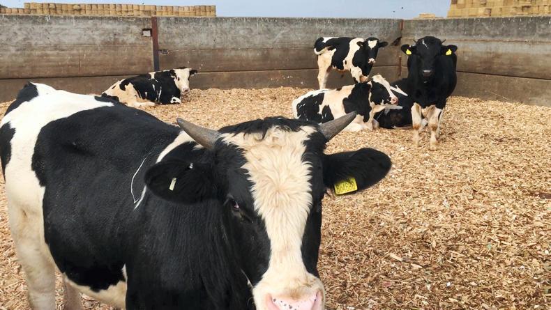 Watch: dairy calf to beef - byproduct beef fed on byproducts
