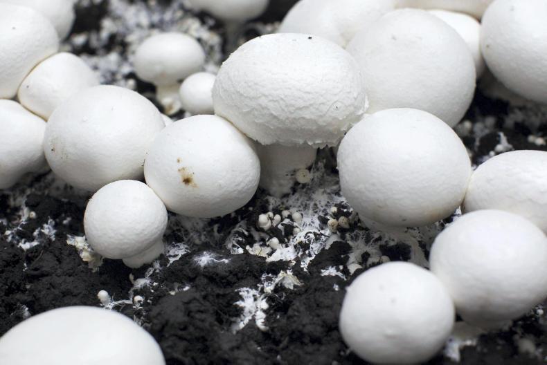 Walsh Mushrooms acquires Golden Mushrooms 30 November 0001 Free