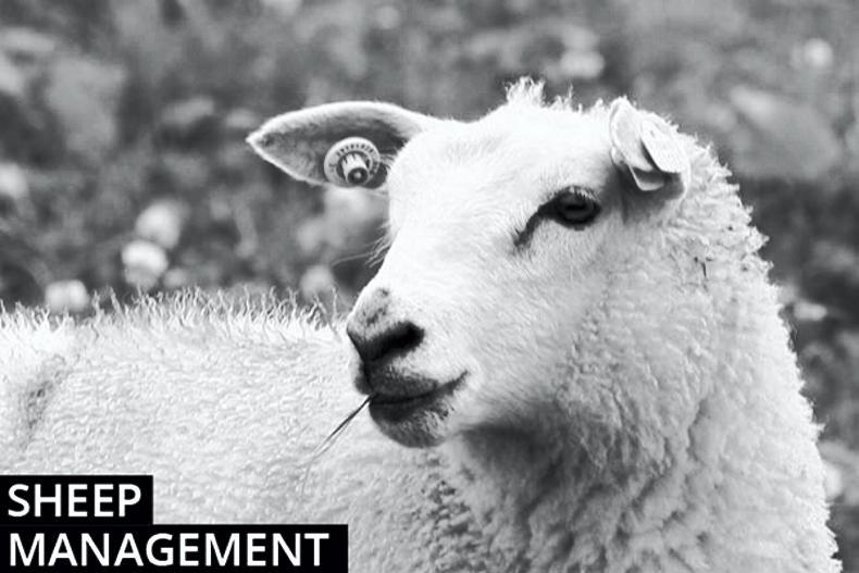 Sheep management: ewe condition