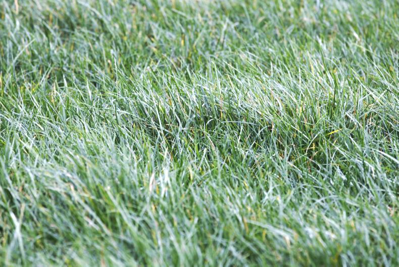 Are you up for the Grass 10 challenge? 