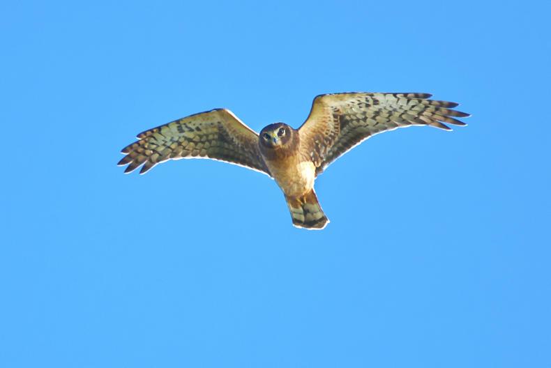 Contract for hen harrier scheme to be offered before end of February