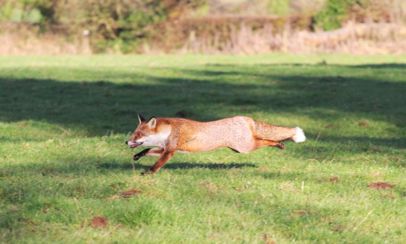 IN BRIEF: Cavan sales entries closing