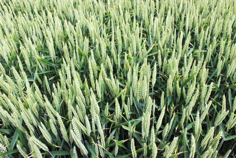 New SDHI combination for wheat in 2017