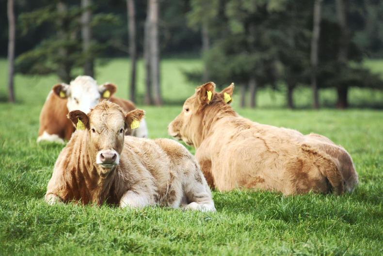 ‘Tuberculosis-resistant’ cattle developed in China