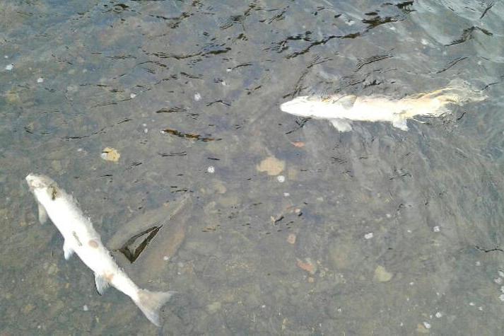 Farming blamed for eight fish kills