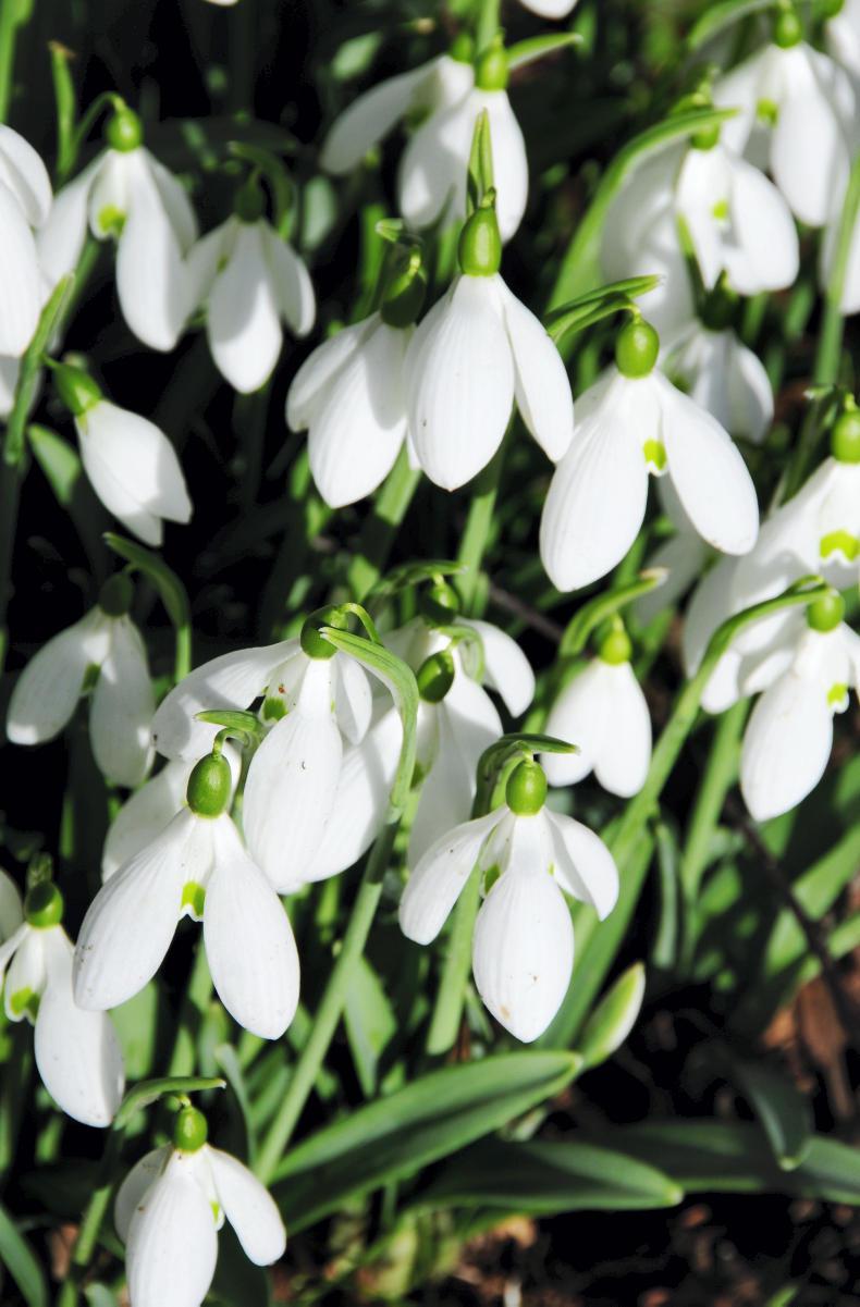 Gallant snowdrops - a special sight for gardeners
