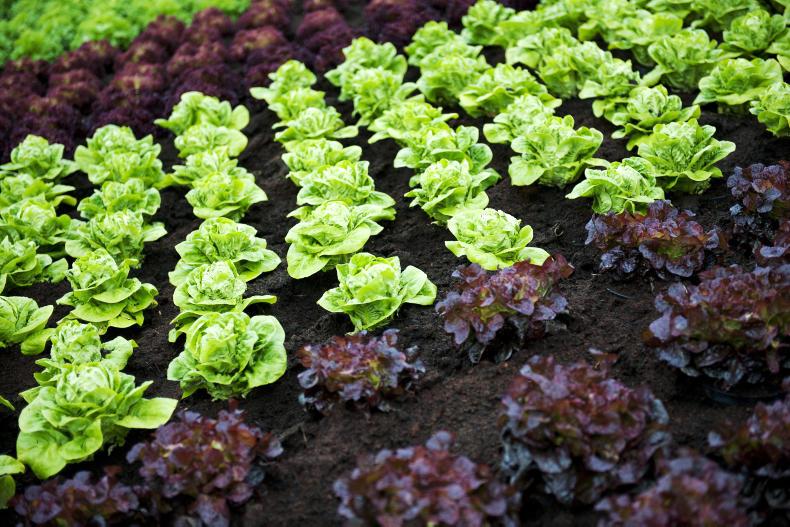 Social farming projects receive over €800,000