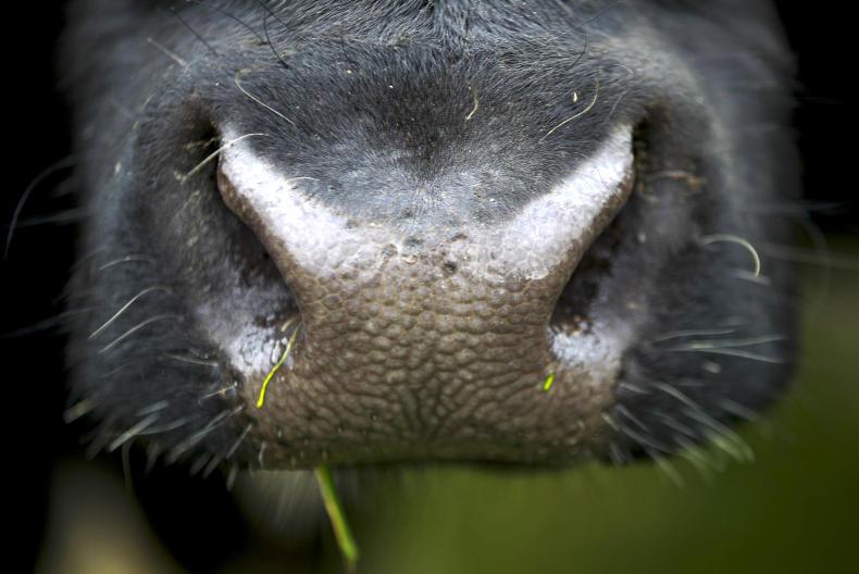 Foot and mouth discovered on dairy farm in South Korea