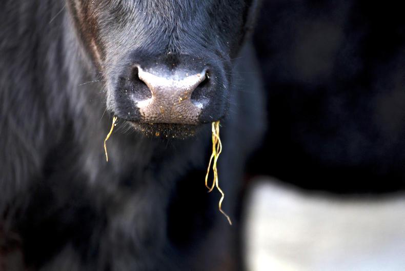 1,200 live beef cattle make first sea-bound shipment to China 