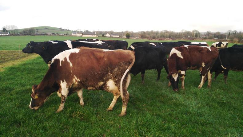 Greenfield-type farm for the west